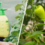 O metodă simplă cu acid boric: ardeii și vinetele vor