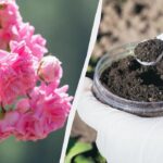 Trandafirii adoră acest fertilizator în iunie: miros mai puternic și