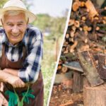 Unde să puneți ramurile după tăierea copacilor: grădinarii experimentați nu