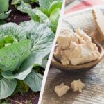 Varza va „crește” de mărimea unui pepene verde: hrănirea cu